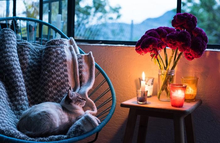 cat looking at the lit candle