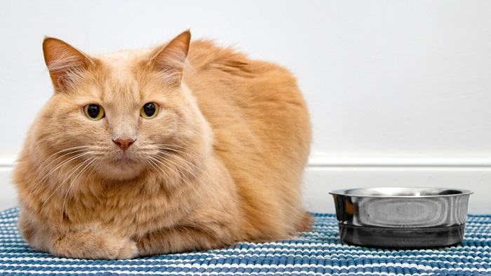 Cat with a bowl of cat food