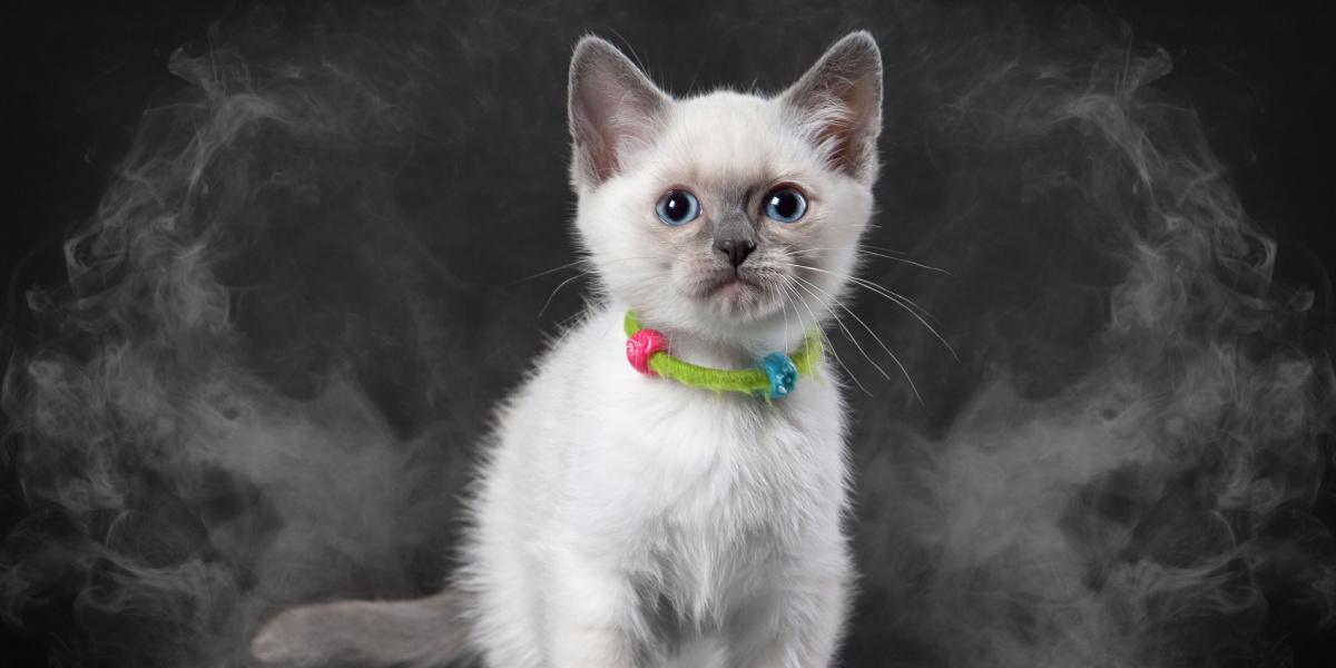 Cat with smoke