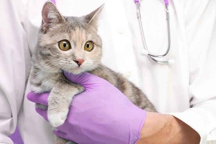 Cat at the vet's office.