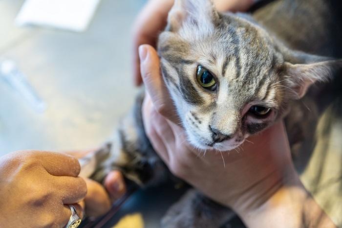 Cat undergoing a blood test.