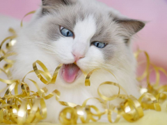 Cat chewing on an object (Ragdoll breed).