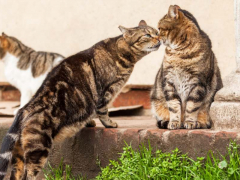 Two cats engaged in communication and interaction, demonstrating feline social behavior.