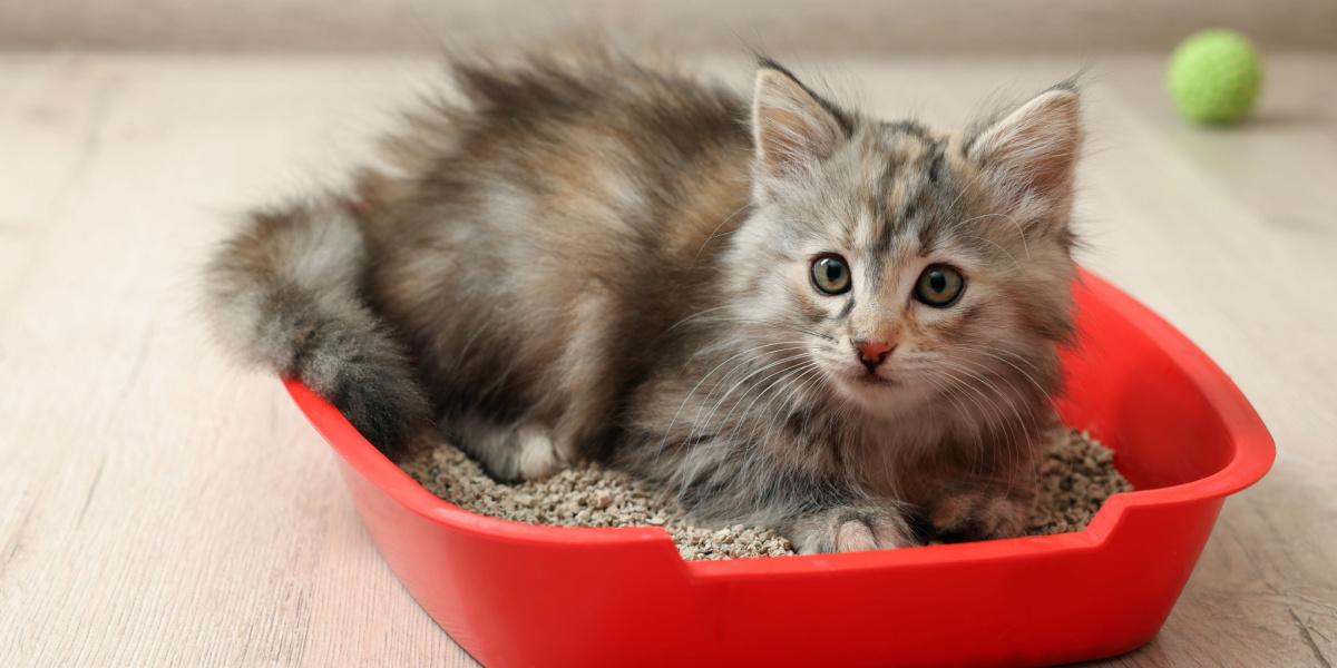 Kitten in a litter box.