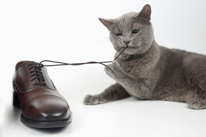 Cat biting a shoestring