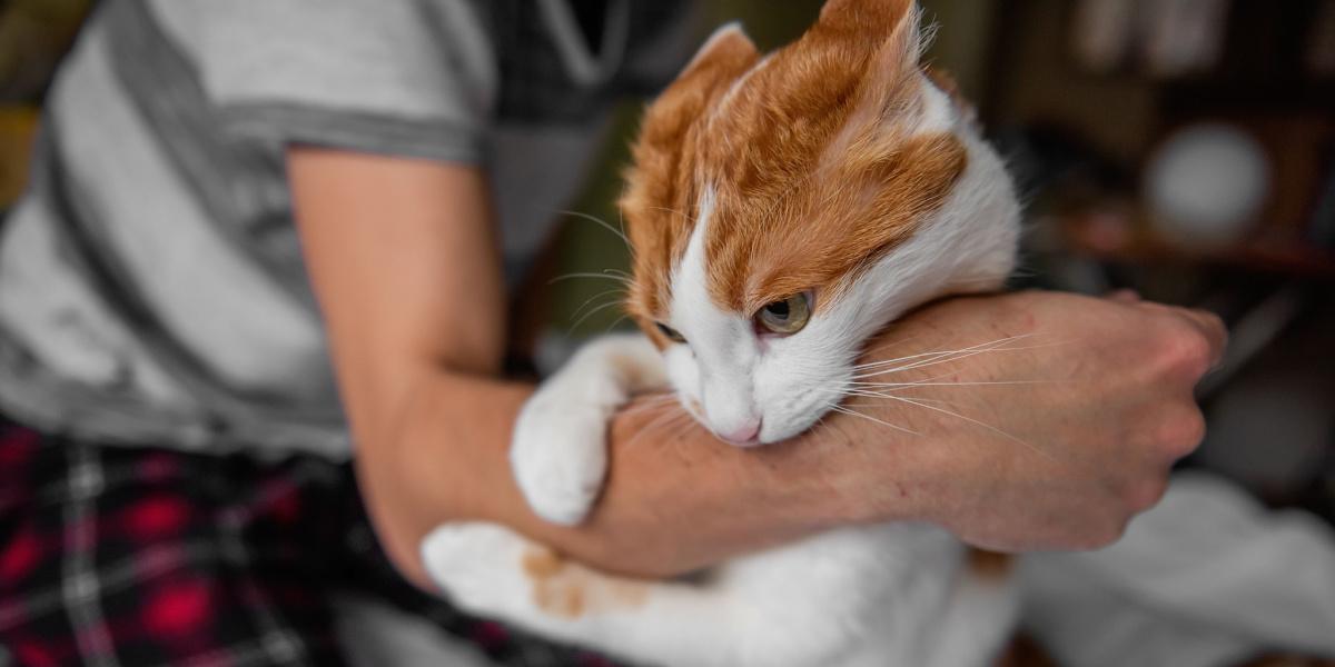 Image portraying a cat-human interaction resembling a playful scuffle.