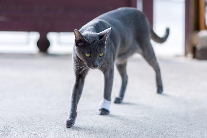 Cat with a limp, possibly due to an injury or being hurt