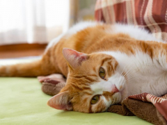 a limping cat, favoring one of its legs, indicating a possible injury or discomfort and highlighting the importance of seeking veterinary care for pets exhibiting signs of pain or mobility issues.