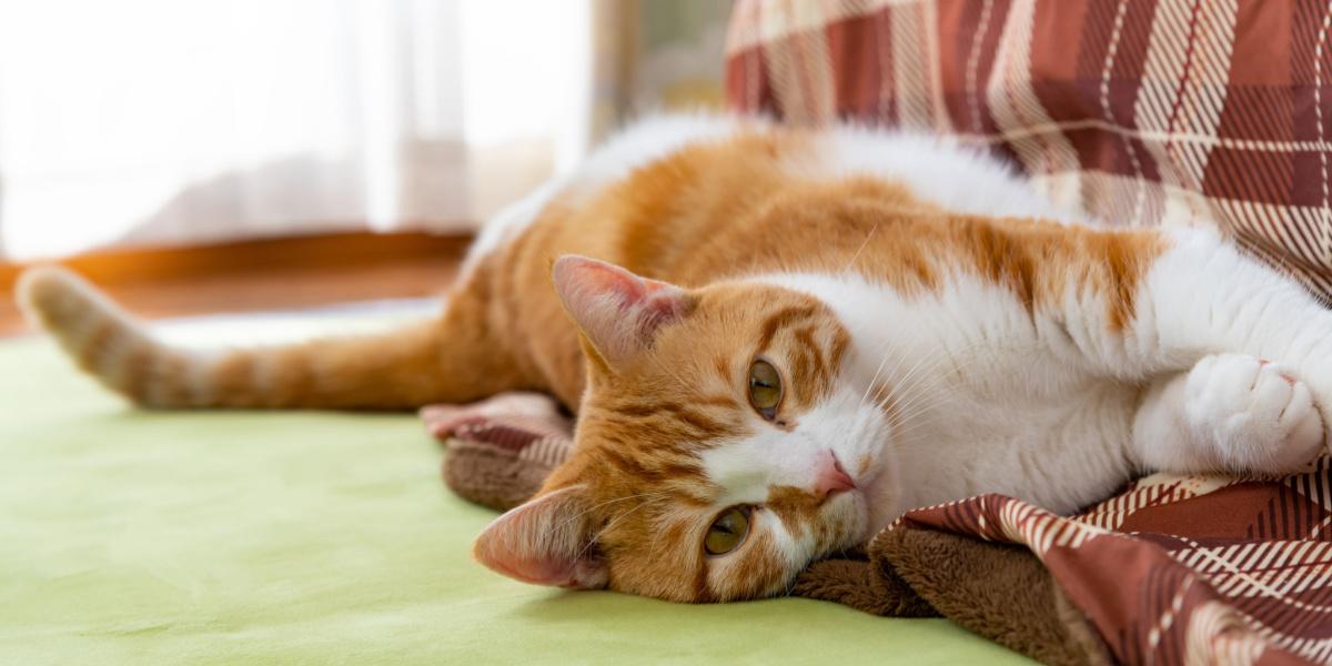 a limping cat, favoring one of its legs, indicating a possible injury or discomfort and highlighting the importance of seeking veterinary care for pets exhibiting signs of pain or mobility issues.