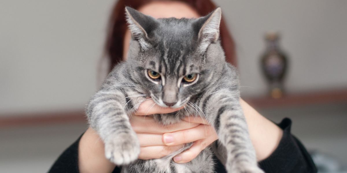 Cat showing displeasure when held