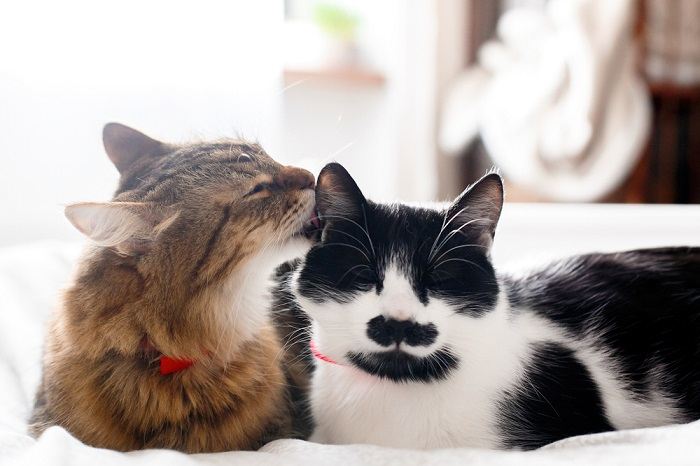 Image of two cats engaged in grooming each other, illustrating a display of social bonding and mutual care within a feline companionship.