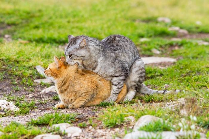 Image illustrating various aspects of cat mating behavior, showcasing the intricate rituals and interactions between male and female cats during the mating process.