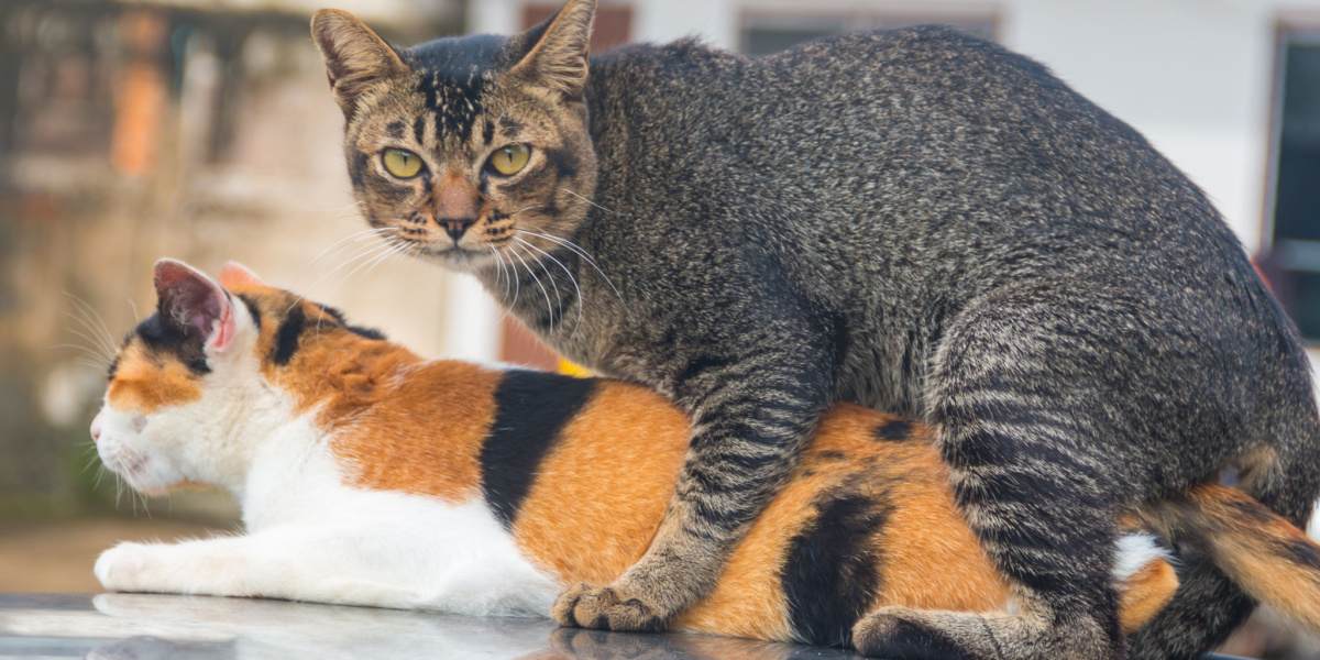 Image capturing the natural behavior of cats mating, illustrating a moment of reproduction within the feline world.