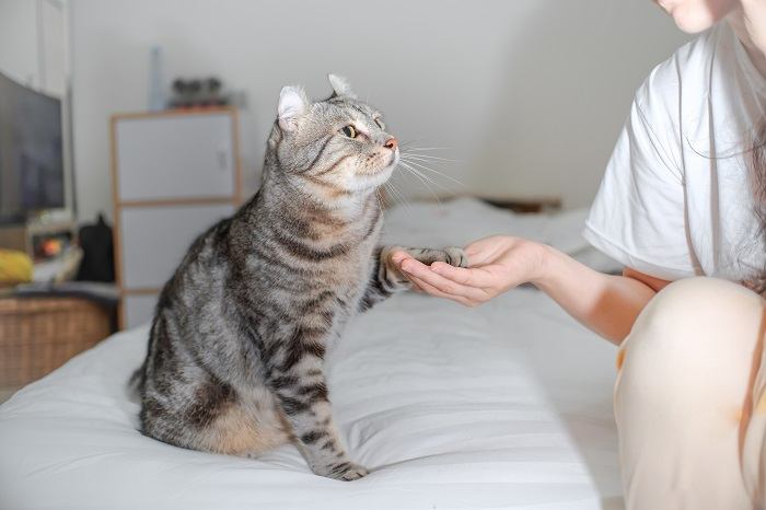 An image depicting a cat extending its paw in a friendly gesture towards a human