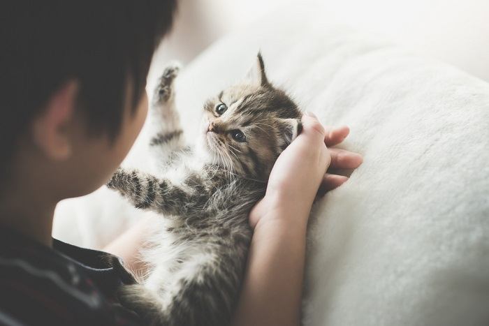 An endearing image capturing the heartwarming interaction between a cat and a child, as they play together with affection and mutual enjoyment, showcasing the positive bond between pets and young companions.