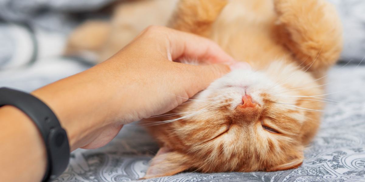 A serene cat sleeping soundly, accompanied by a gentle purr, symbolizing its contentment and relaxation in a state of tranquility.