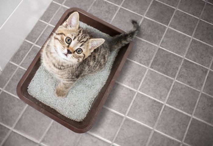 An image showcasing a cat standing in a litter box filled with sand-like cat litter.