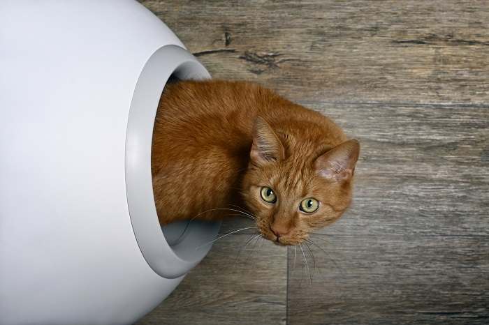 Cat in a litter box.