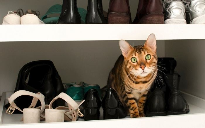 An image depicting a cat on a shoe rack, surrounded by various pairs of shoes.