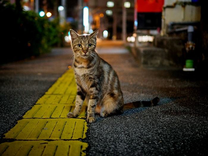 Senior cat displaying signs of illness.