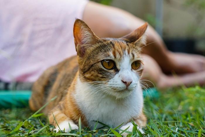 The image captures a cat sitting in a composed manner while seemingly ignoring its owner. 