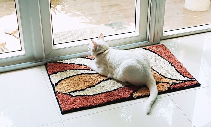 Serene image of a cat sitting on a soft carpet, radiating relaxation and contentment in a peaceful environment.