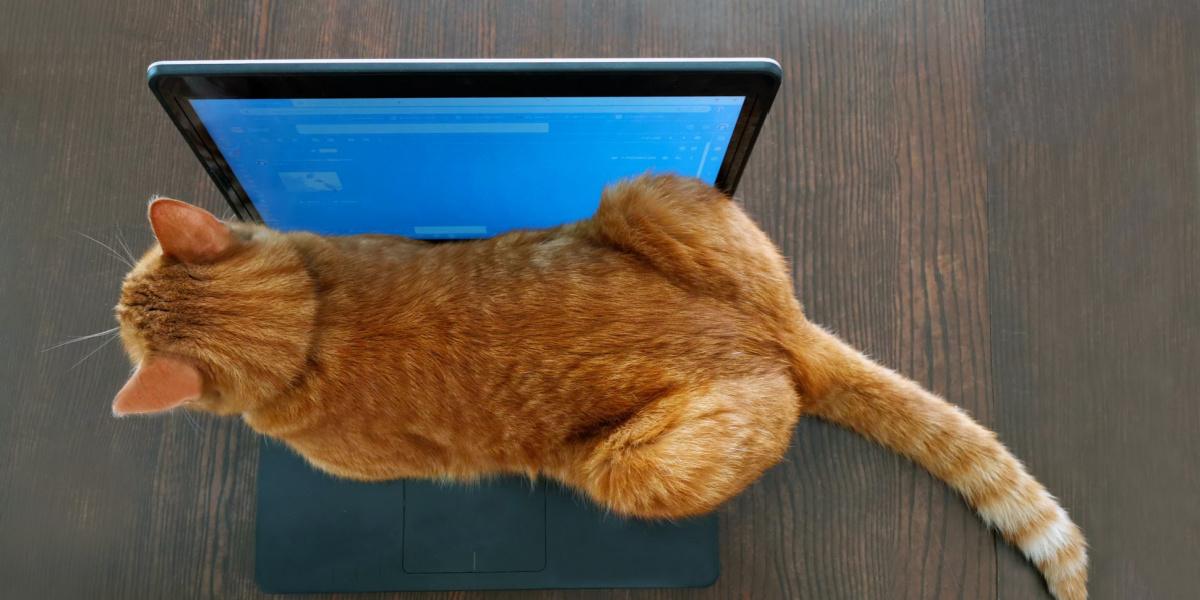 Image of a cat perched on a laptop keyboard, embodying a blend of curiosity and companionship in a modern setting.