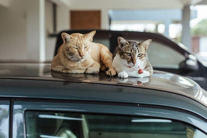 A cat peacefully napping on the roof of a car, illustrating its ability to find comfort in unexpected places and showcasing its adaptable nature.