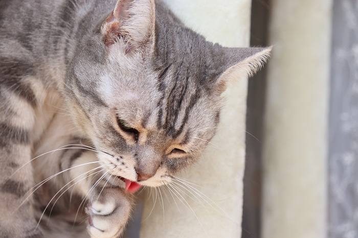 Image illustrating a cat vomiting.