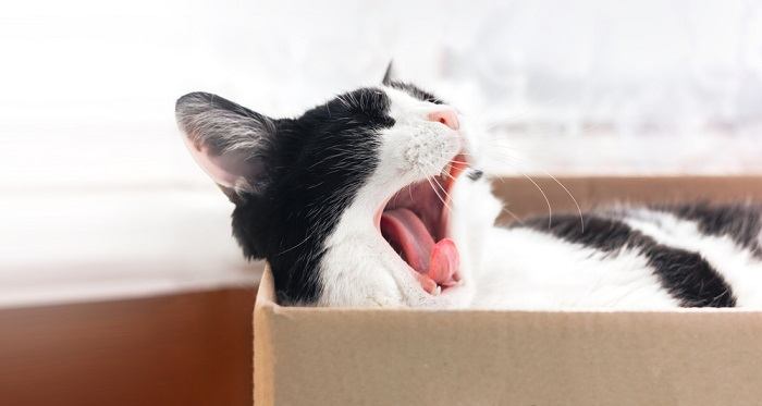 An endearing image capturing a cat mid-yawn, showcasing its open mouth, elongated tongue, and a brief moment of sleepy vulnerability, all contributing to the charm of feline behavior.