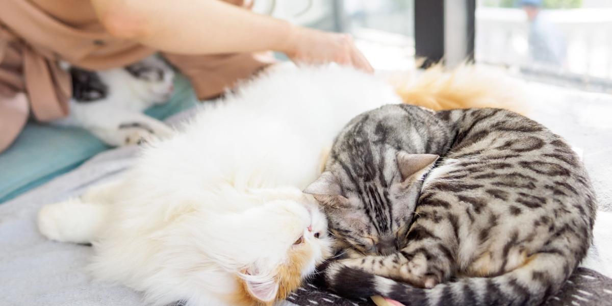 Image illustrating the process of cleaning a cat's rear end.