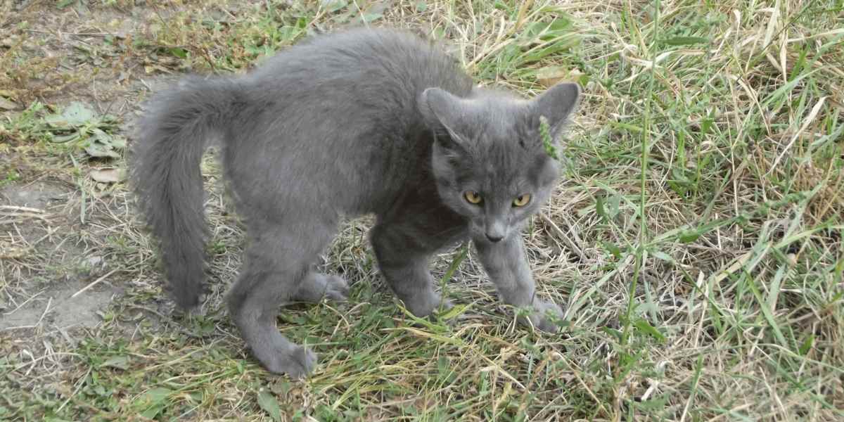 Cat exhibiting a playful 'crab' posture.