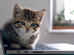 Endearing image of a cute kitten sitting on a laptop, exuding innocence and curiosity while exploring the computer.