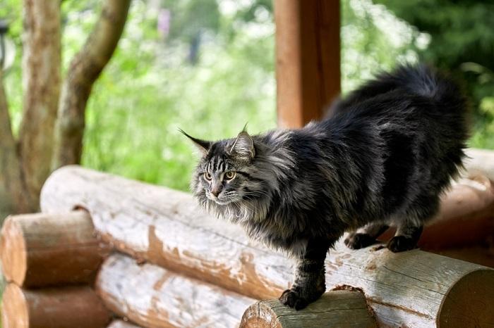 The image portrays a fluffy cat in mid-stride as it walks gracefully.