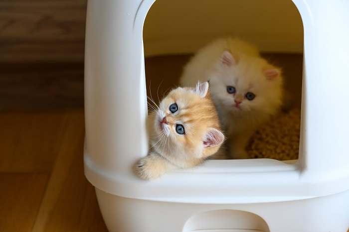 Toilet training cats in a litter box.