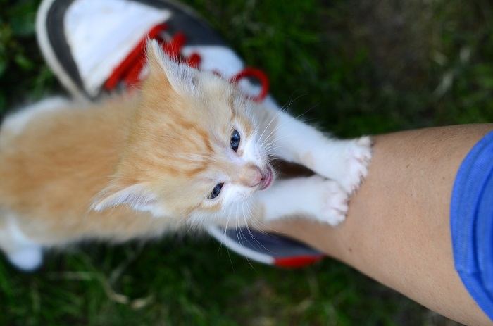 A playful kitten leaning and pawing at something.