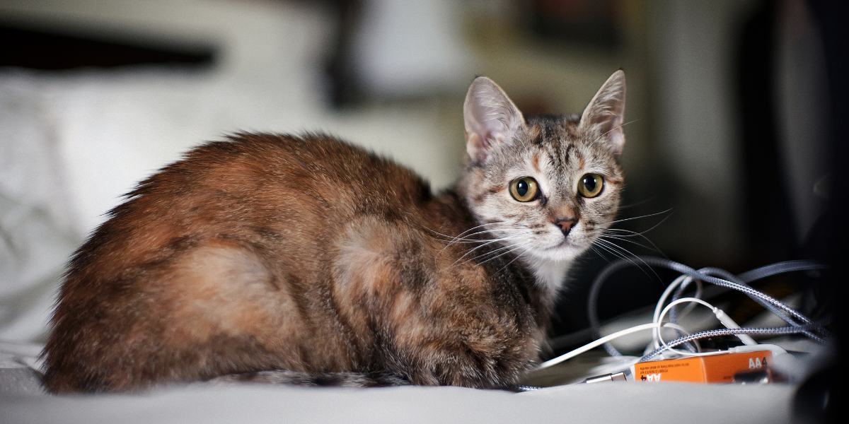 An evocative image portraying a lonely cat.