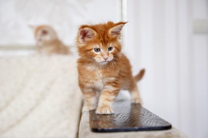 Maine Coon kitten