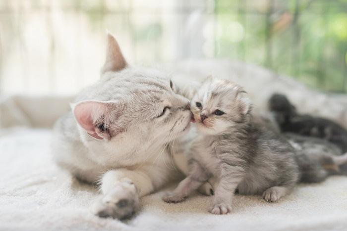 Captivating image portraying a mother cat and her curious kitten exploring their surroundings.