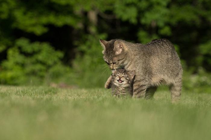 Heartwarming image showing a mother cat and her playful kitten sharing a joyful interaction.