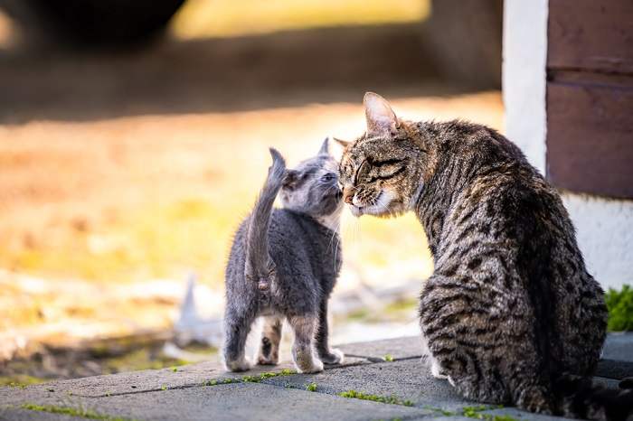 Heartwarming image of a mother cat lovingly cuddling her tiny kitten.