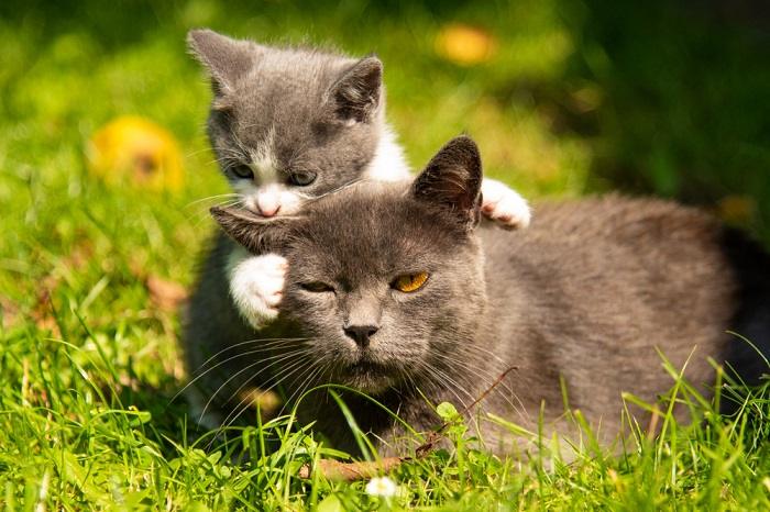 Touching image of a mother cat and her precious kitten sharing a tender moment.