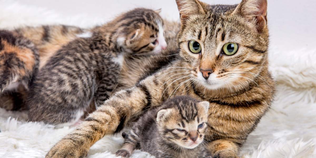 Tender image showcasing a mother cat and her adorable kitten.