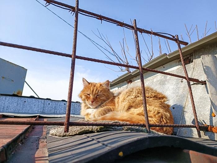 Image of an orange cat sleeping comfortably on a roof, showcasing feline adaptability and their knack for finding unique resting spots.