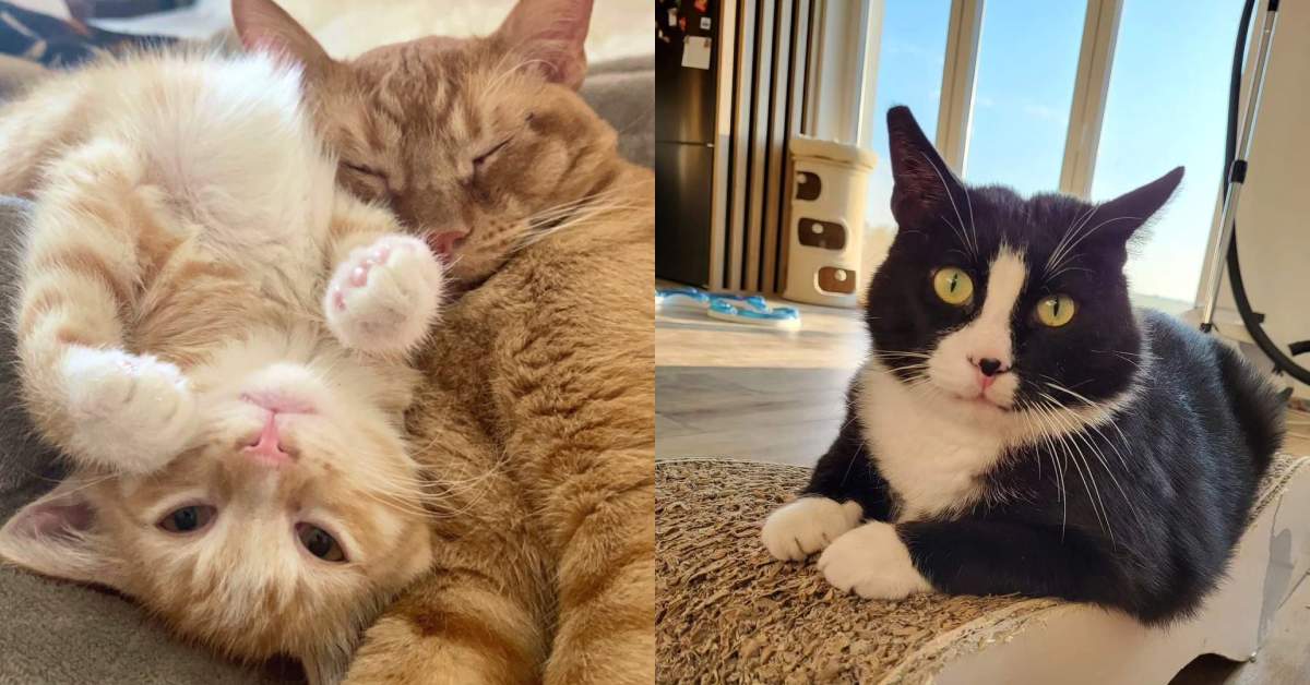 A split view of two cats - on the left, an orange cat with bright eyes, and on the right, a black and white cat with striking patterns