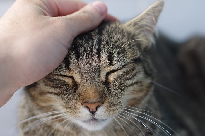 Person gently stroking a content and relaxed cat, forming a bond through touch and affection.