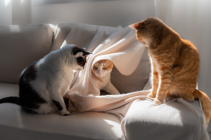 Three charming cats captured in a single frame