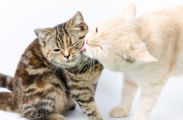 Photo of two cats engaging in reciprocal grooming, demonstrating a harmonious and caring interaction between feline companions.