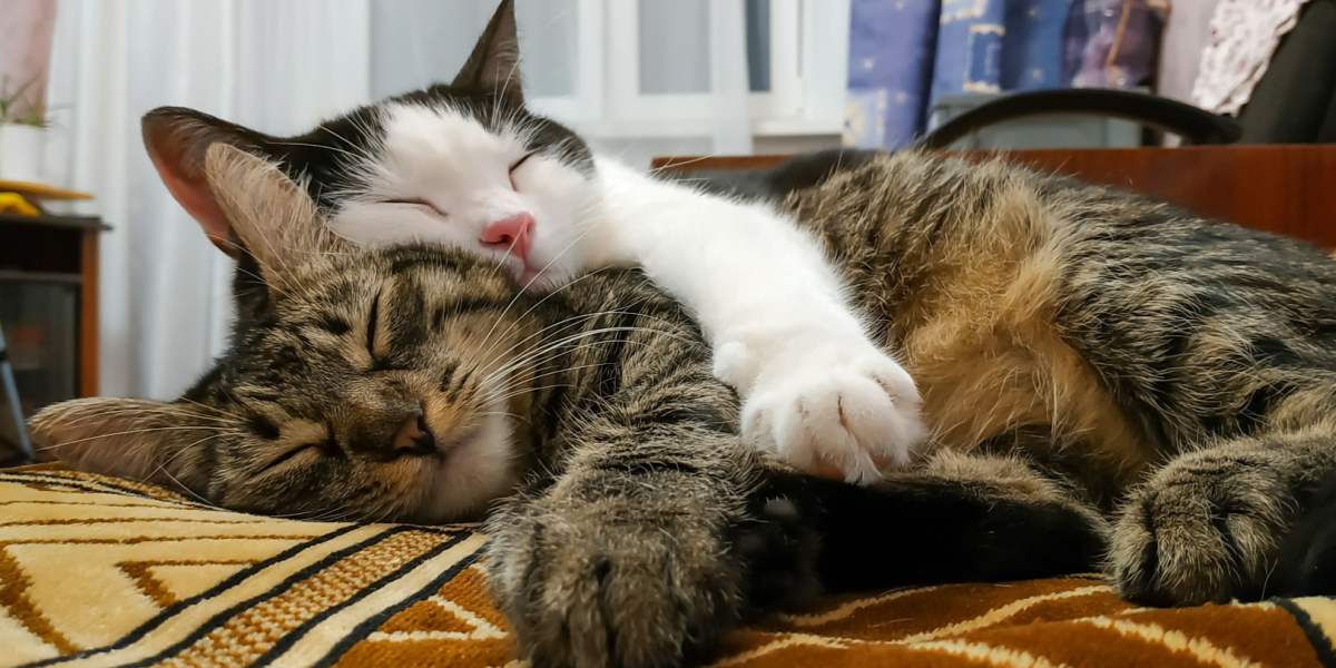 Image of two cats sleeping side by side, capturing a heartwarming moment of feline companionship and shared rest.