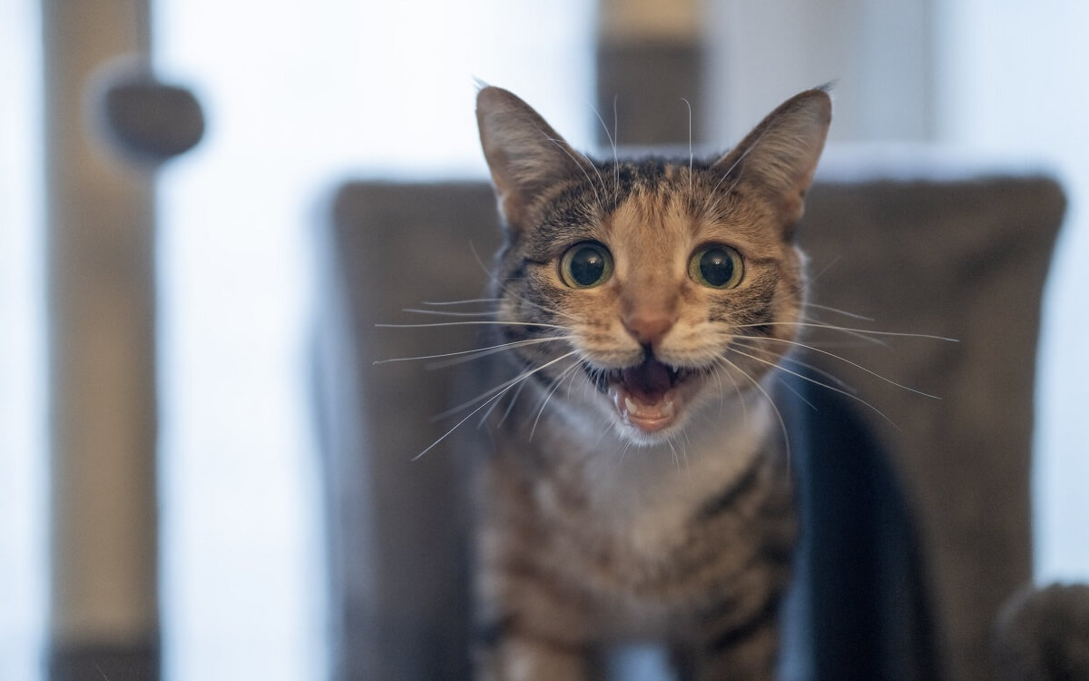 Nocturnal yowling cat in the dark.